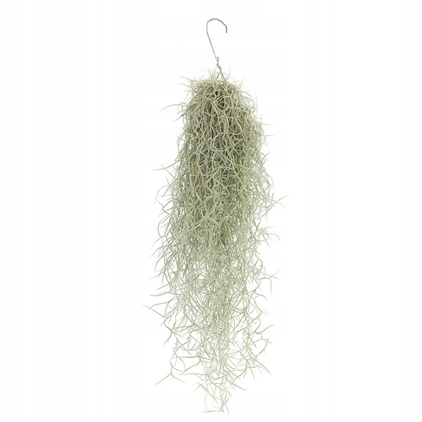 Tillandsia usneoides Oplątwa brodaczkowa Tilancja