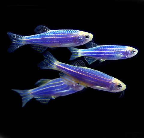 danio NIEBIESKIE FLUO luminous blue 20 szt PAKIET