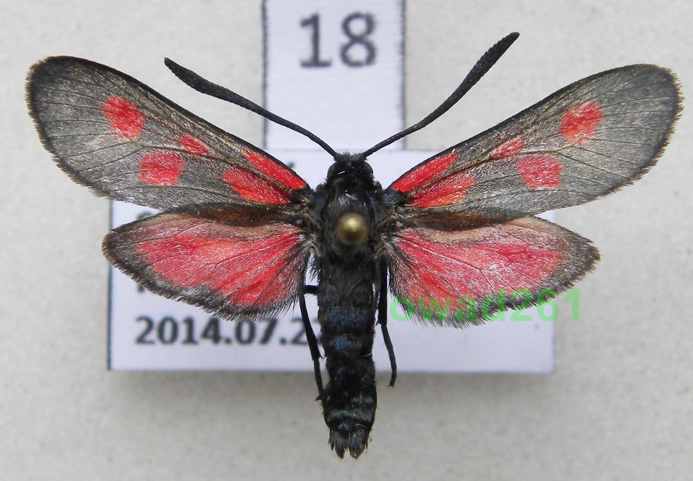 Zygaena filipendulae Kraśnik sześciplamek18