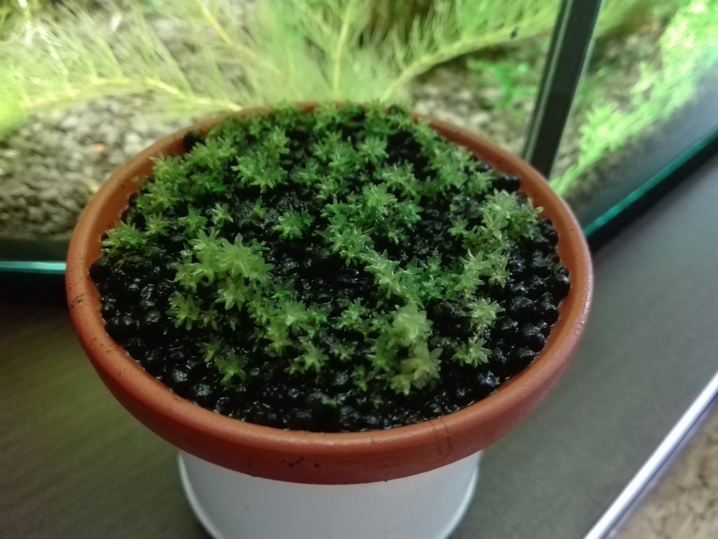 Tortula ruralis - rarytas !!!!!!!!!!!!!