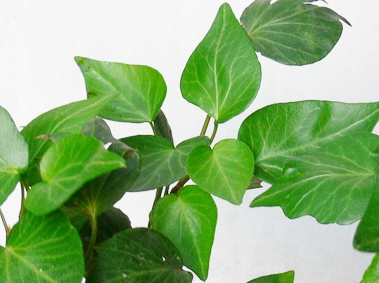 Bluszcz laurowy Hedera helix Teardrop