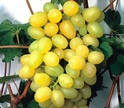 Winorośl 'Prim' ('Palatina') - winogron, 60-80 cm