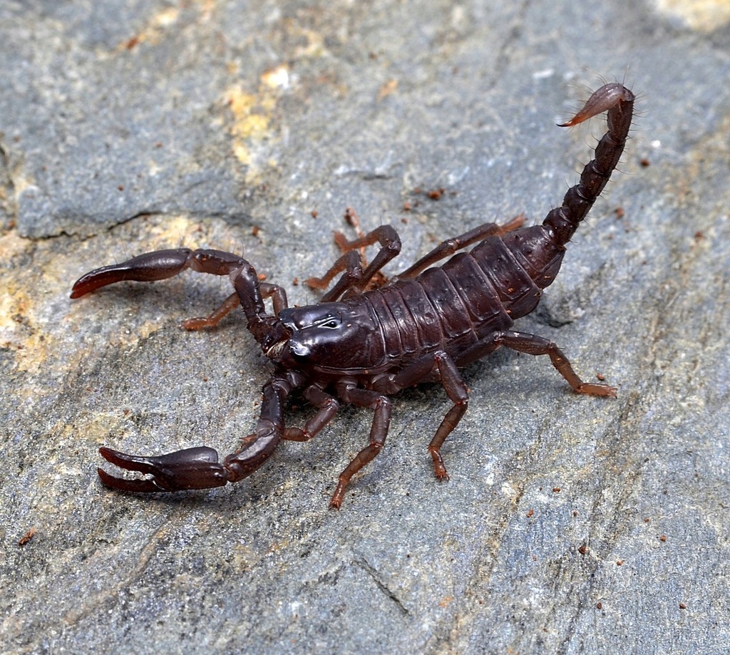 SKORPIONY - młode L2 - Heterometrus petersii !