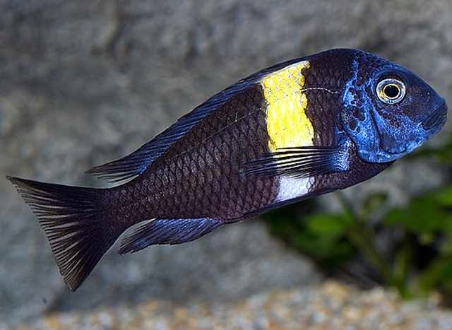 Tropheus Duboisi 3cm Gdańsk wysyłka