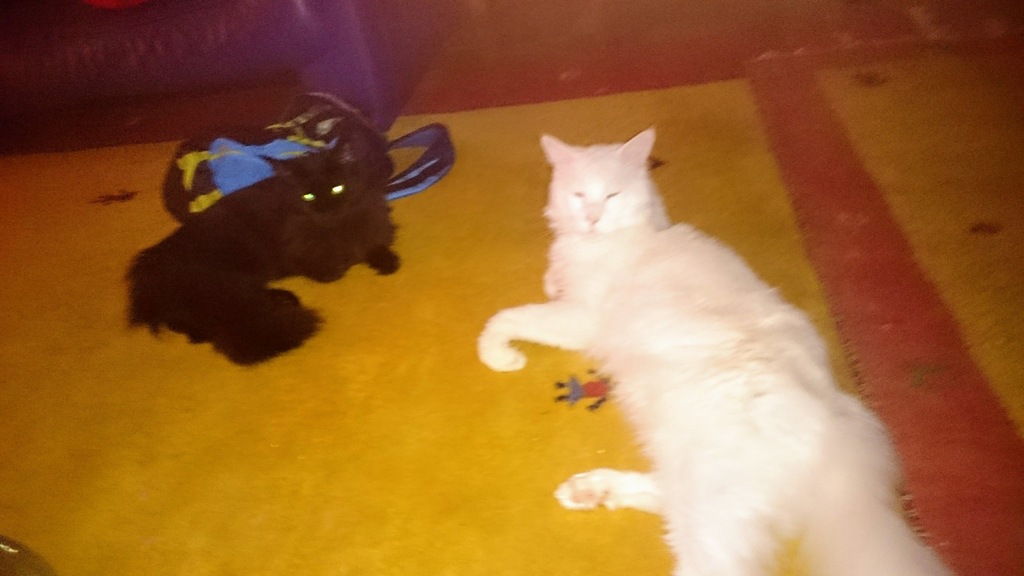 Koty rasy Maine Coon parka -czarna kotka,biały kot