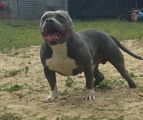 American Staffordshire Terrier - Amstaff,krycie