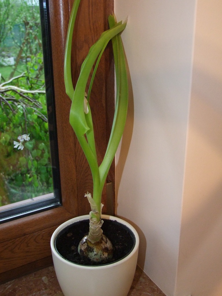 Cebula indyjska (Orhithogalum caudatum) - duża