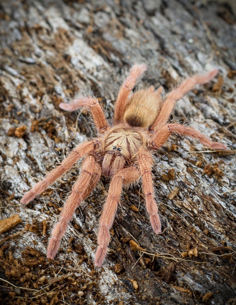 Neoholothele incei GOLD L2 SpidersFactory