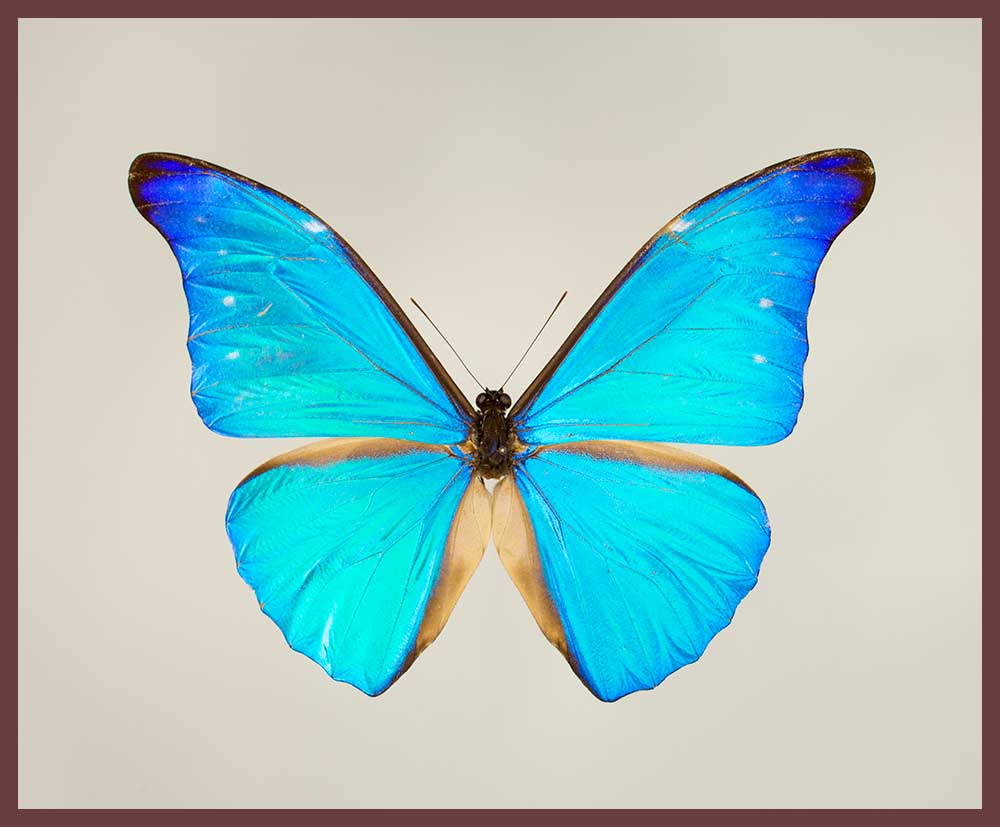 Motyl w gablotce Morpho rhetenor rhetenor