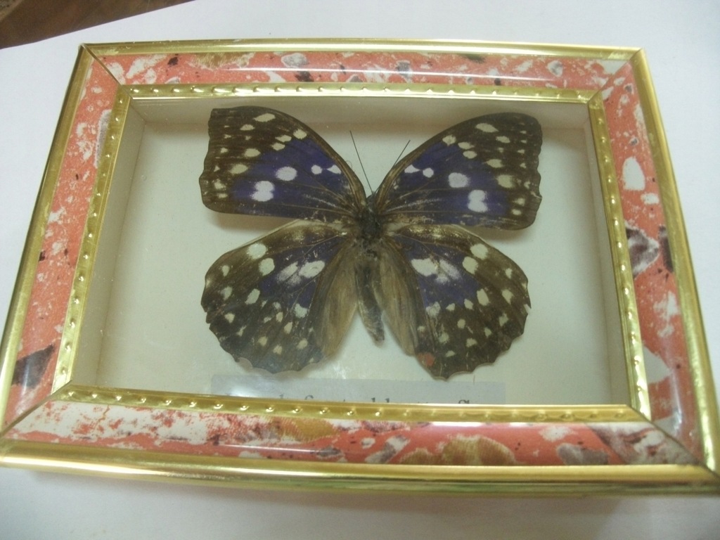 MOTYL W RAMCE - -BRUSH FOOTED