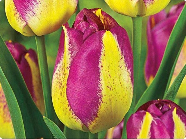 TULIPAN BOSTON 5 szt + GRATIS *OKAZJA*