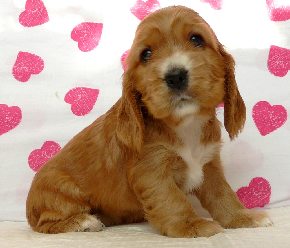 COCKER SPANIEL ANGIELSKI - szczenięta