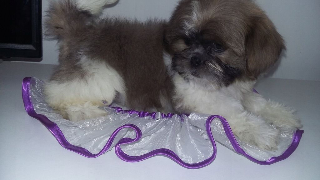 SZCZENIĘTA SHIH TZU