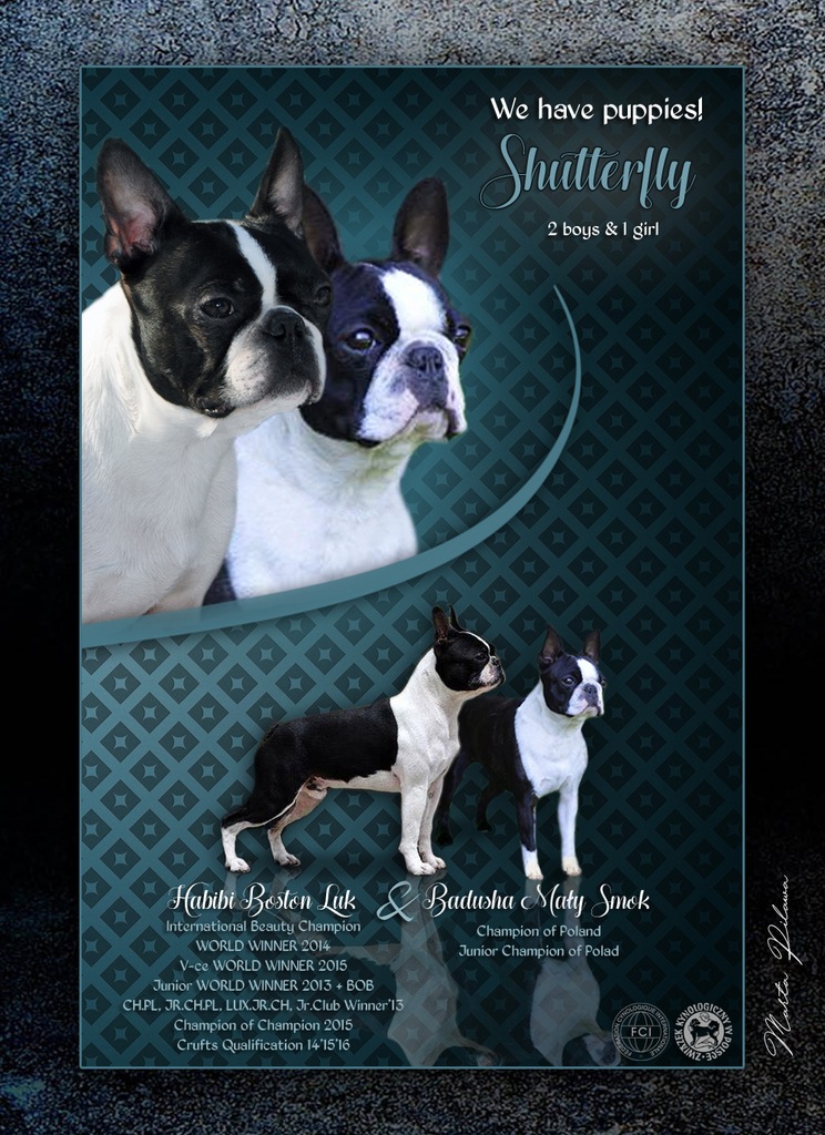 Boston Terrier szczeniaki