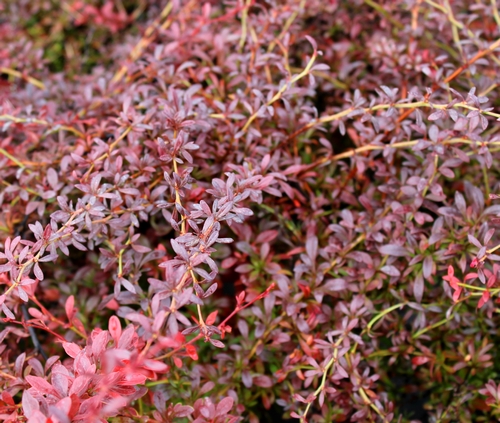 Berberys thunberga Red Dream C2 40-60cm