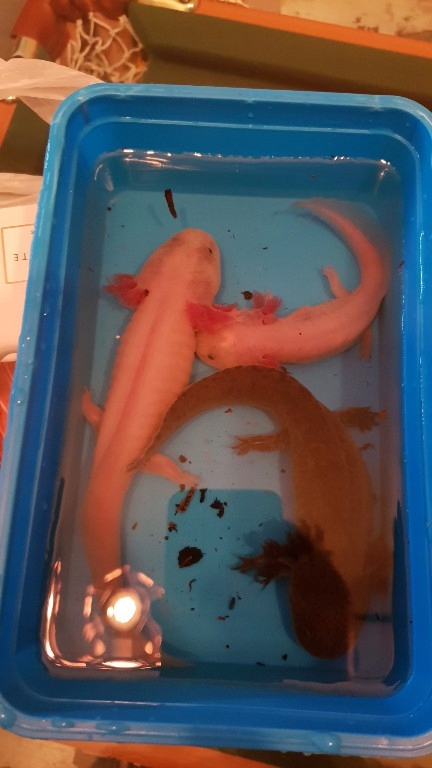 3 aksolotl axolotly albinos czarny