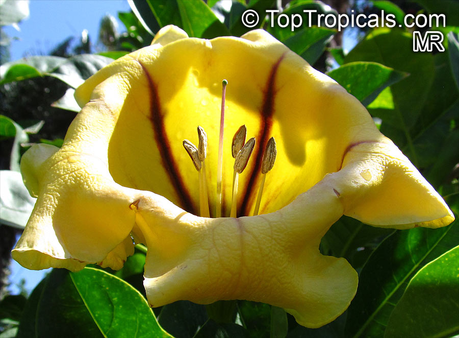 Solandra maxima-unikat !