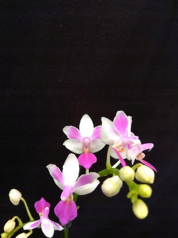 Phal. Newberry Petit Fours (FS)