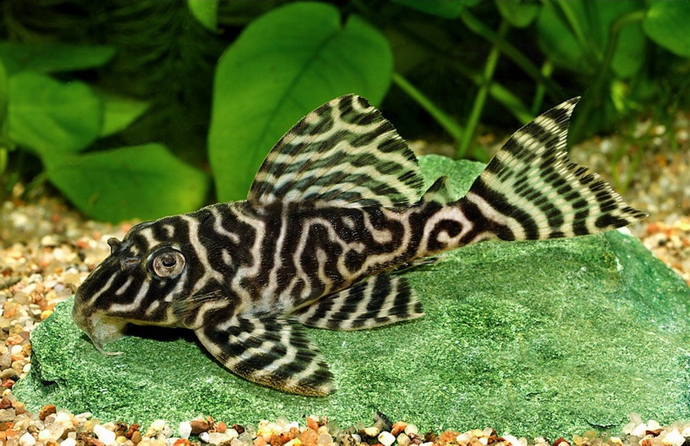 L340 Hypancistrus debilittera glonojad EKH WAWA