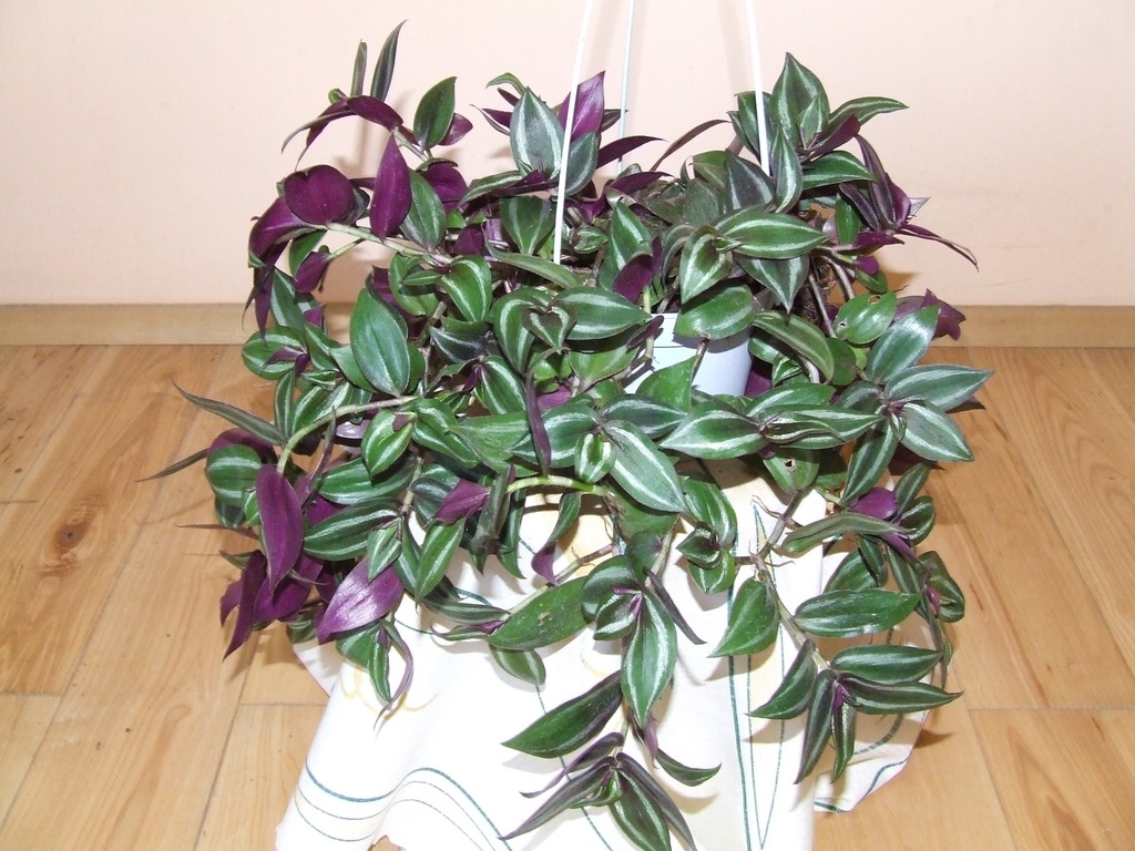 TRZYKROTKA TRADESCANTIA XXL w doniczce wiszącej