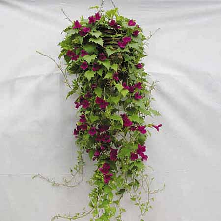 Lofos Lophospermum erubescens Wine Red