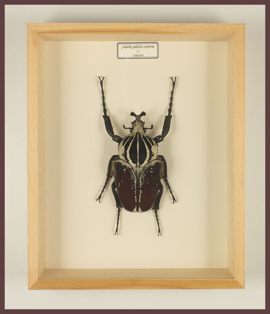 Chrząszcz w gablotce Goliathus goliathus conspersu