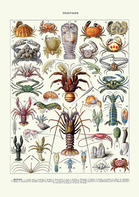 Rycina Plansza FAUNA MORSKA Krab Homar Rak A2