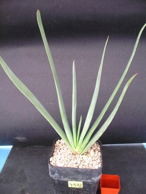 Kaktusy Aloe plicatilis 4572 don10x10cm
