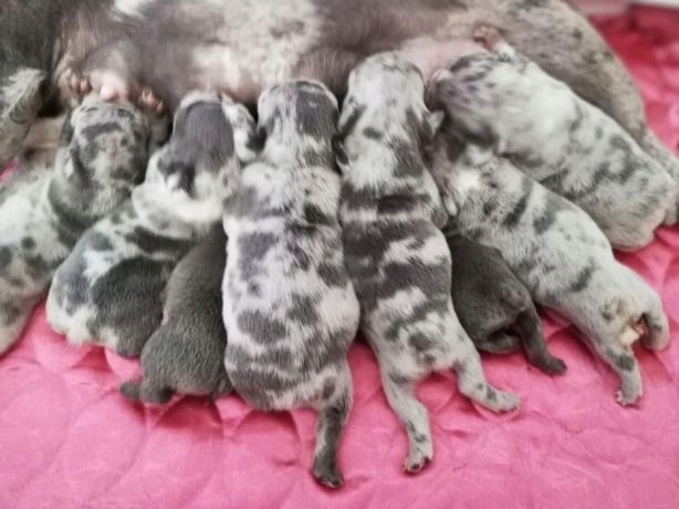 Buldożki Francuskie Blue Merle Niebieskie Buldog