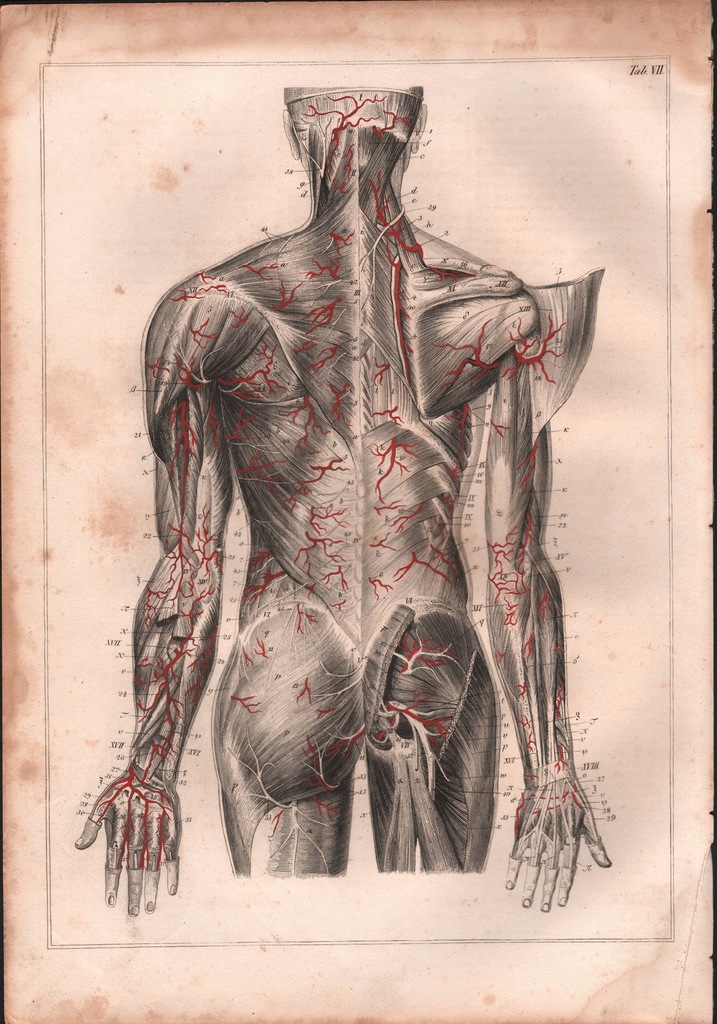 ANATOMIA CZŁOWIEKA MIĘŚNIE PLECÓW ORYGINAŁ 1844r.