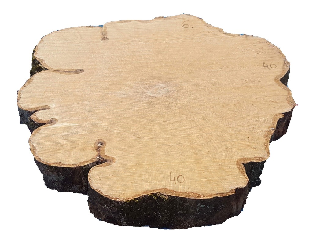plastry drewna,krążki drewna grab UNIKAT 40/5cm