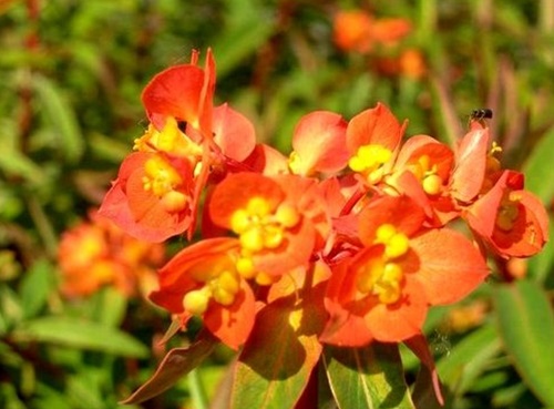 Wilczomlecz Griffitha Fireglow NA RABATY