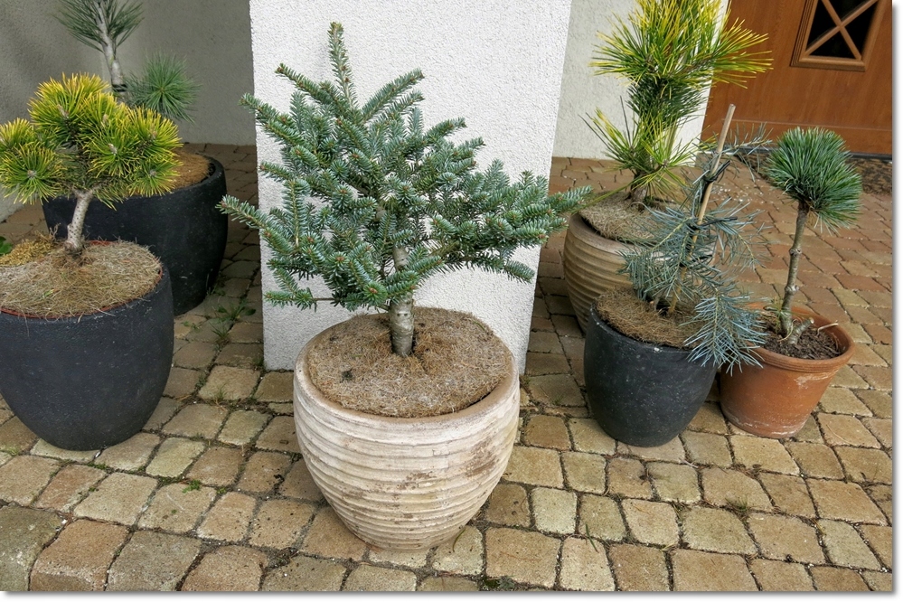 Abies koreana 'Blue Emperor' - Duża i piękna !!!