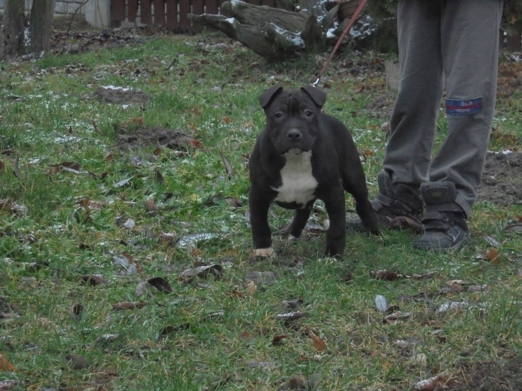 Amstaff Amstaffy Amstaf American Staffordshire