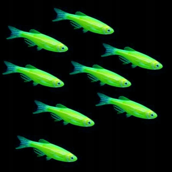 Danio Fluo Zielone