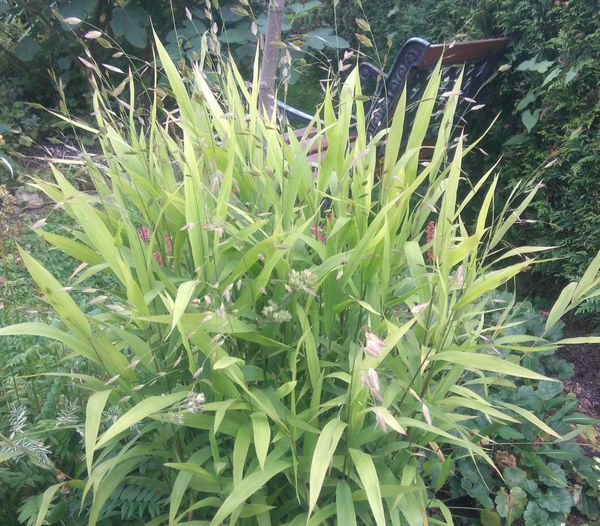 Obiedka szerokolistna (Chasmanthium latifolium)