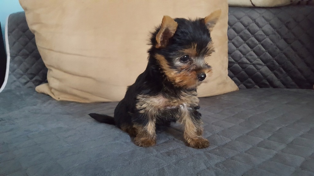 york yorkshire terrier mini xxs szczeniaki rodowód