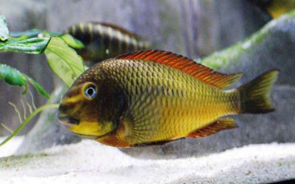 Tropheus Golden Kazumba 4cm Gdańsk wysyłka