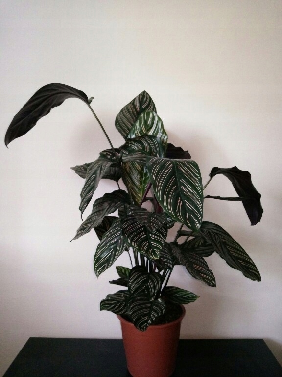Calathea ornata KALATEA OSTRZESZYN