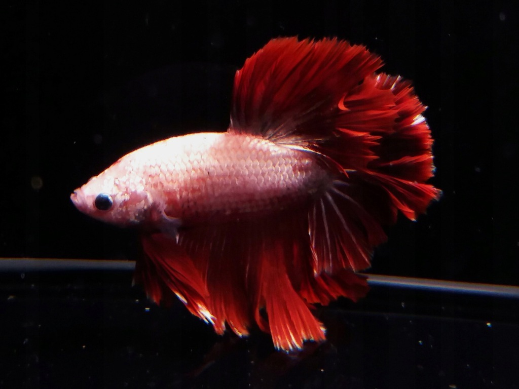BOJOWNIK HMmh45 HALFMOON Red Dragon Adamiak-ZOO