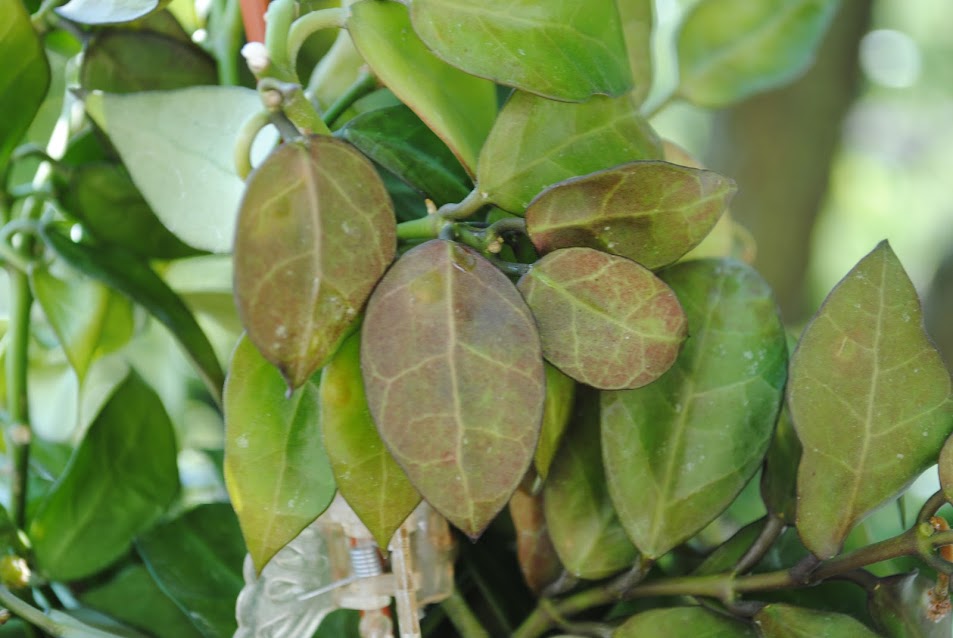 Hoya lacunosa x obscura Hoja