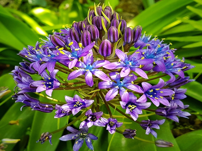 CEBULICA PERUWIAŃSKA - SCILLA PERUVIANA 1szt