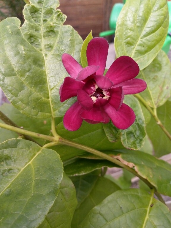 Calycanthus 'APHRODITE' KIELICHOWIEC NOWY RARYTAS