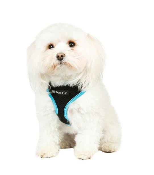 SZELKI psa URBAN PUP Buldog Francuski 53-60 cm XL - 7695610155