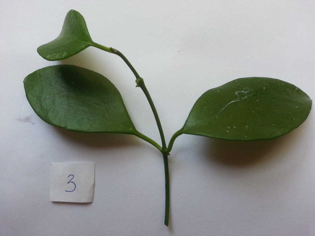 Hoya Diptera Splash Leaves EPC-781 ukorzeniona
