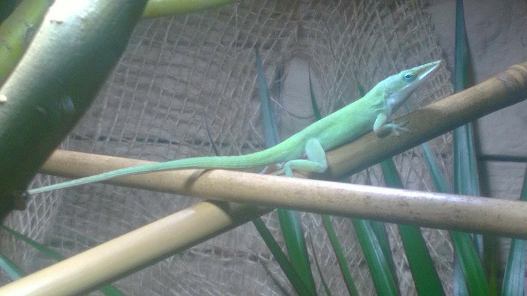 Anolis zielony z terrarium