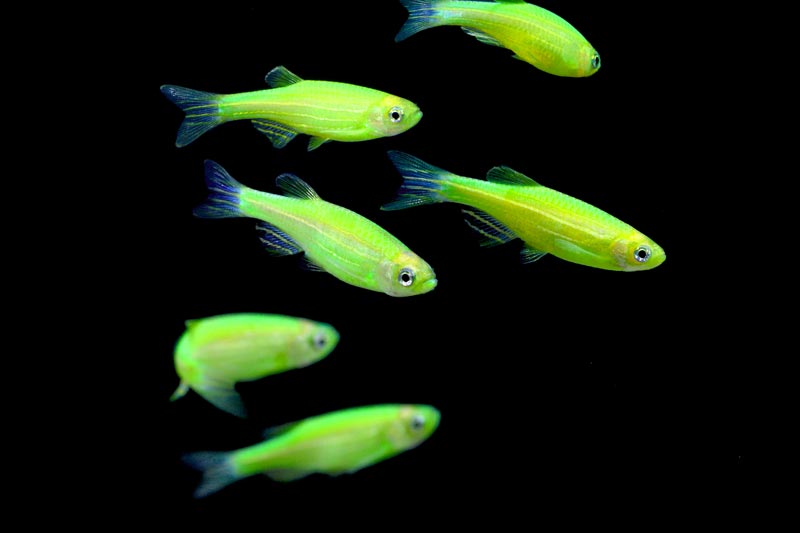 DANIO LUMINOUS GREEN zielone fluo AdamiakZOO