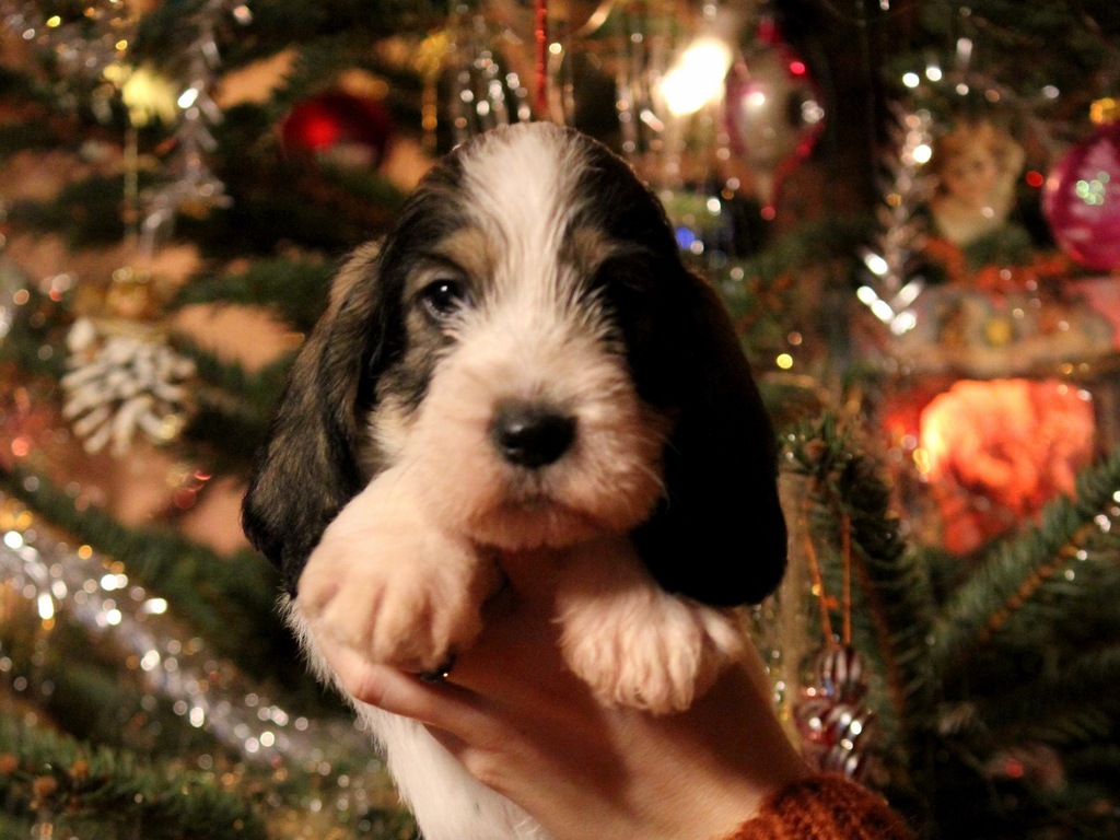 Szczenięta Grand Basset Griffon Venden