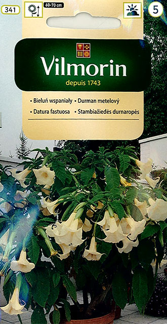 Bieluń wspaniały żółty - Datura fastuosa 5 nasion