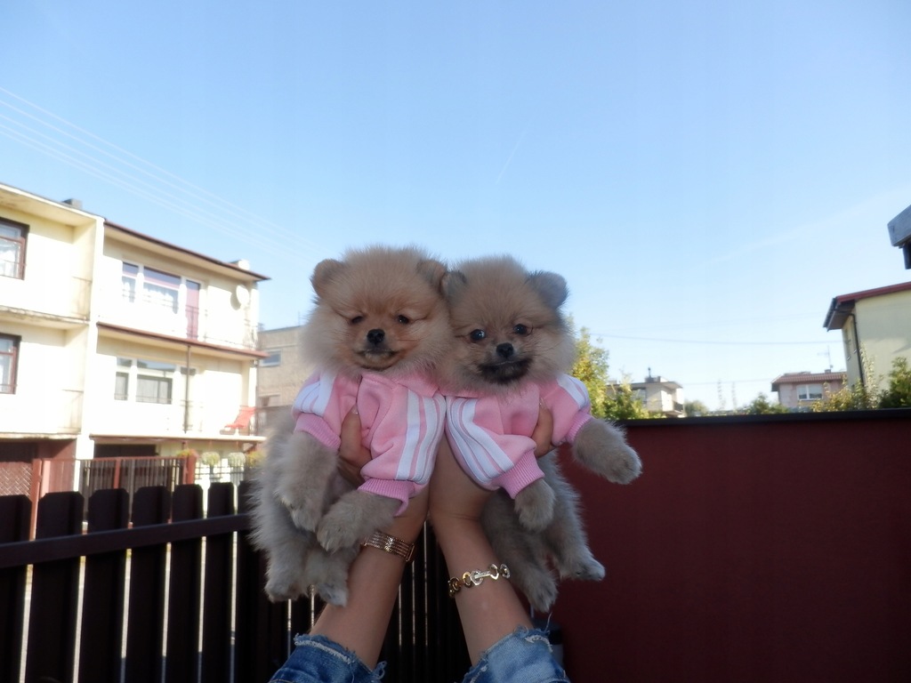 Szpic Miniaturowy Pomeranian typ BOO sunie UNIKAT